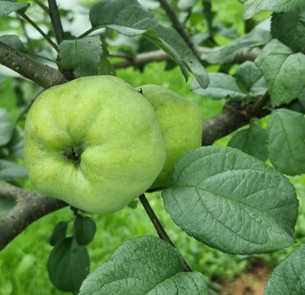 Яблоки- простые способы сохранить урожай